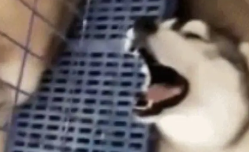 主人让哈士奇看家，结果哈士奇的做法，让主人非常无奈
