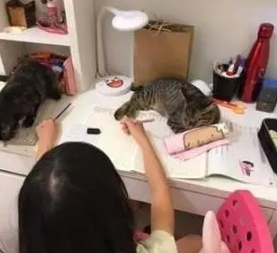两只小猫趴作业本上，女儿嘴上抱怨写不了作业，脸上却笑得开心