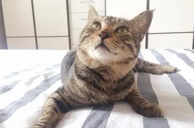 收养了一只流浪猫，回来就见床上多了6只小奶猫，这是拖家带口啊
