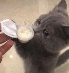 主人：你小时候多可爱，现在咋这么油腻？猫：还不是你喂的！