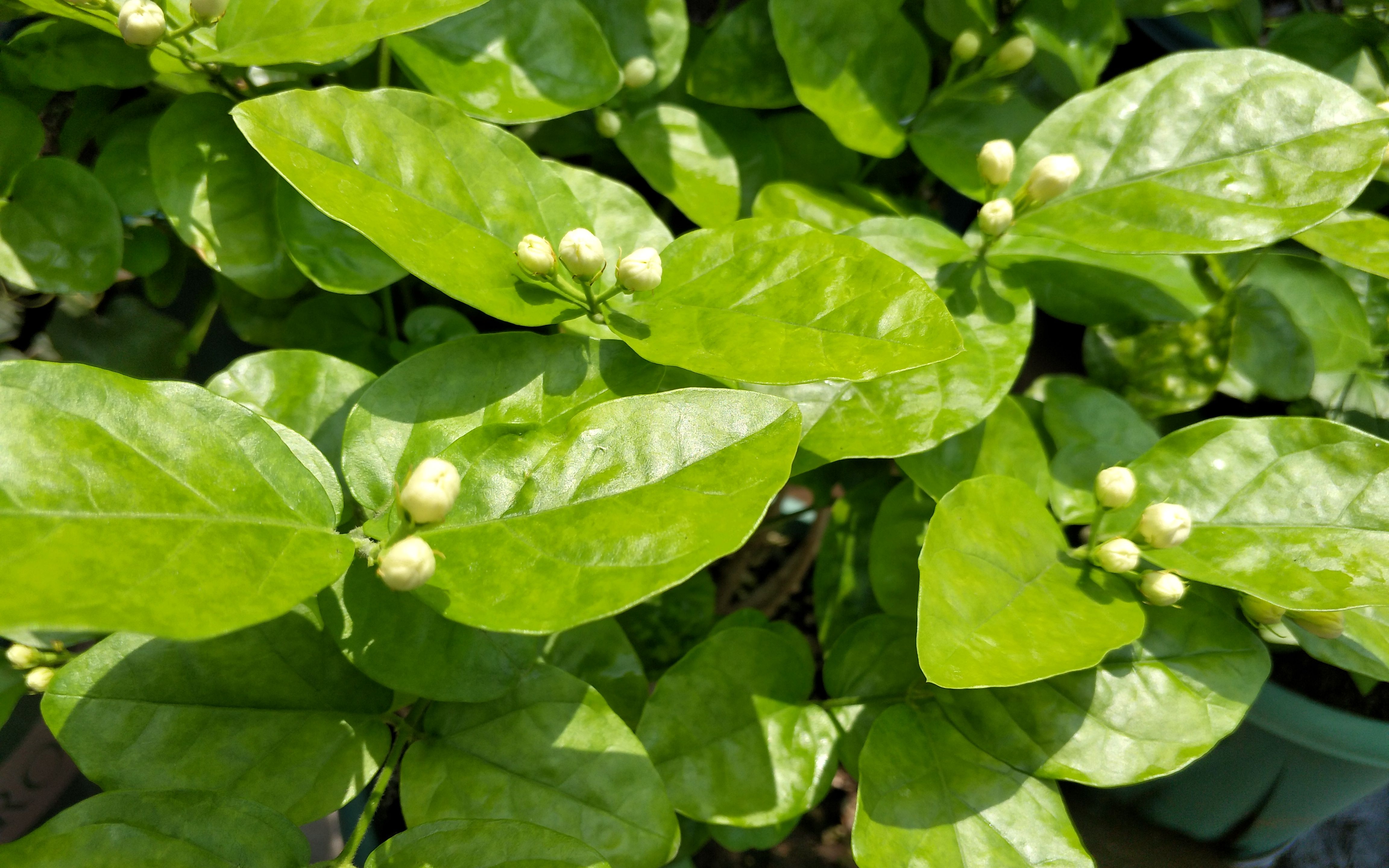 茉莉花茶是茉莉花叶子做的吗？叶子非原料，花香才是正道！