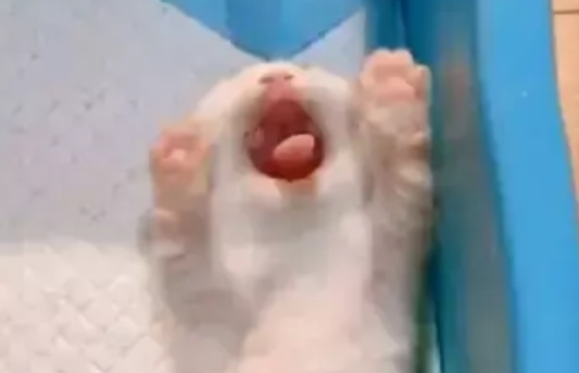 小奶猫睡得正香，主人使坏拿手戳它，结果猫咪的反应萌翻了