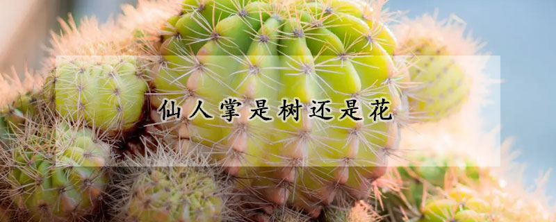 仙人掌是树还是花