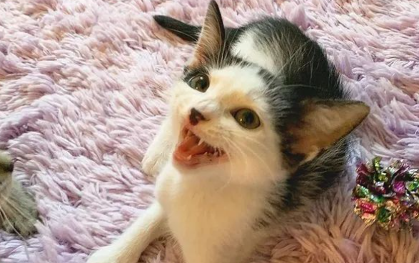 小奶猫获救后，竟只有抱着它才入睡，网友：本来就是一家吧！