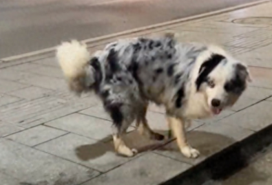 遛狗时遇到只边牧犬，怕被抓狗大队逮走便带回了家，情绪超级稳定