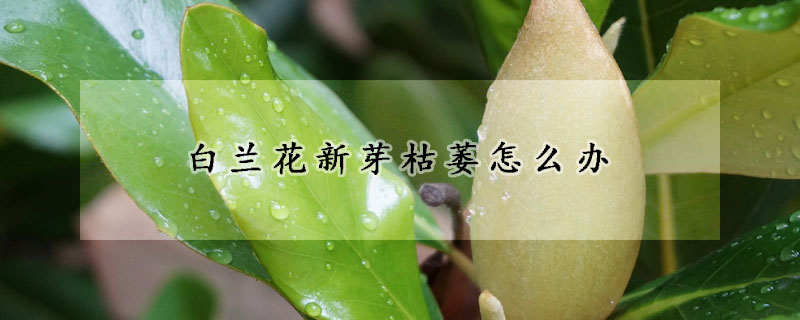 白兰花新芽枯萎怎么办