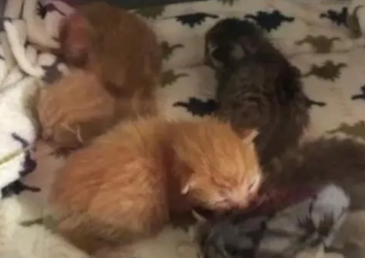 好心收养四只小奶猫，却闹了个乌龙，猫妈：是谁带走了我的孩子