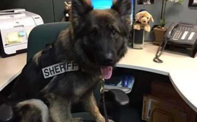 德牧警犬穿正式警服拍证件照，看起来好像小孩偷穿老爸西服一样