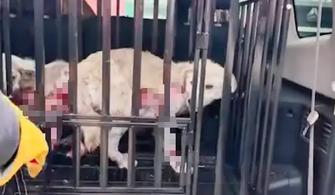 两只狗狗患病无人医治，已经病入膏肓全身是血，嚎叫声令人心碎！ 