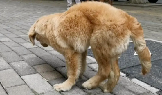 不爱请别伤害！金毛犬无故被踢半天的，在一次次伤害后，金毛害怕，警惕周围的人！