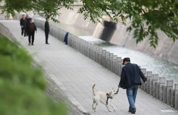 养犬有责、养犬负责！最高法：着重加强对烈性犬致人损害法律责任的规制