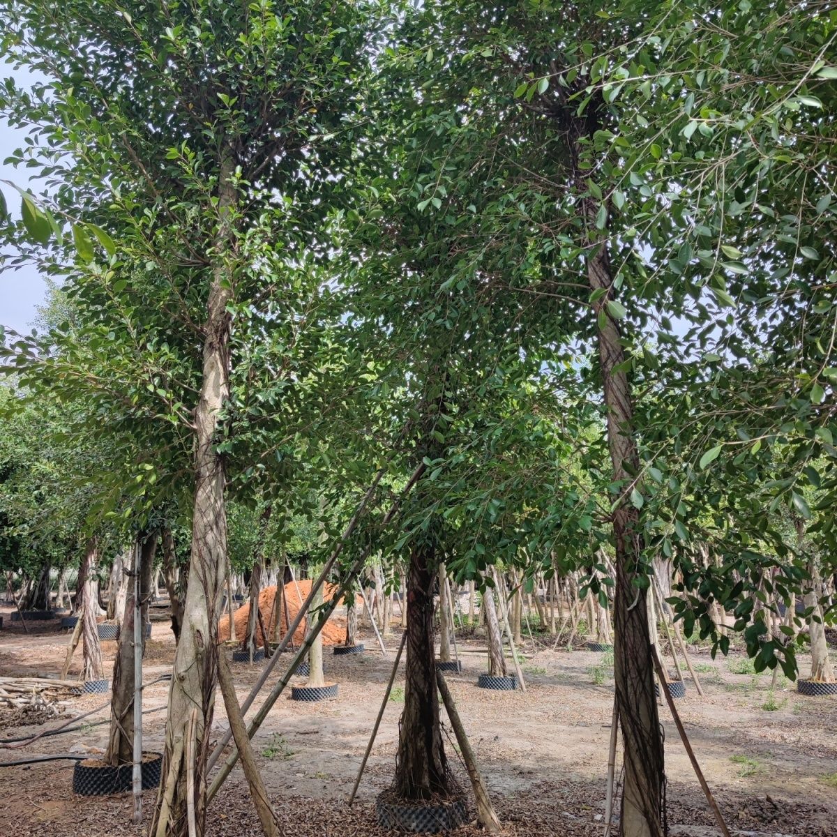 榕树是常绿还是落叶植物，有哪些繁殖方法