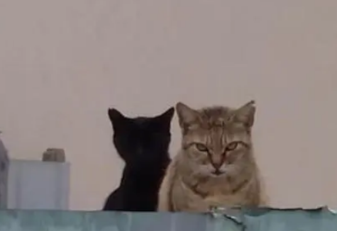 远远看到一只猫的影子特别黑，好奇上前一看被吓到：两只猫在瞪我
