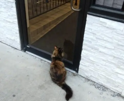 一只猫守在咖啡店门口，得知真相后哭笑不得：原来是“诈骗犯”