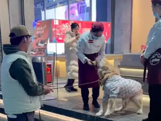 金毛路过蛋糕店不愿走，小姐姐投喂块蛋糕后，它才心满意足离开！