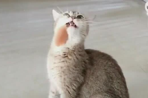 小猫偷吃肉被发现, 当场慌了神, 小表情让主人捧腹大笑! 