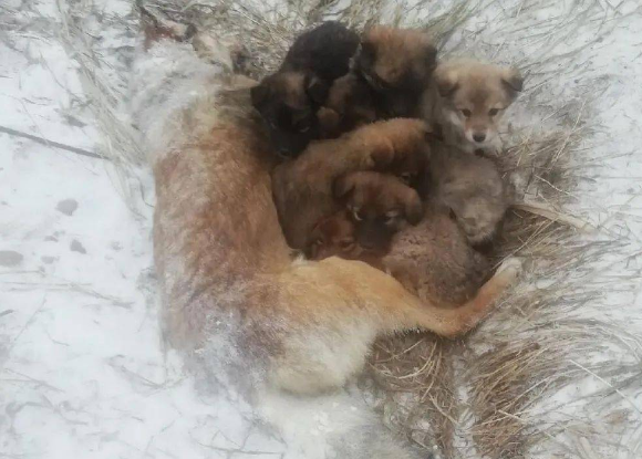 流浪狗妈妈零下20度被冻死在雪地，用身体温暖怀中7只幼崽！ 