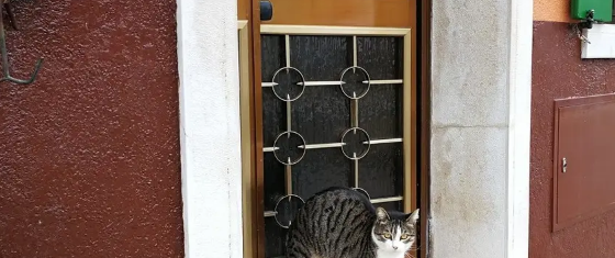 流浪小猫腿伤被送医，猫妈一路寻来探望，小心翼翼的样子让人揪心