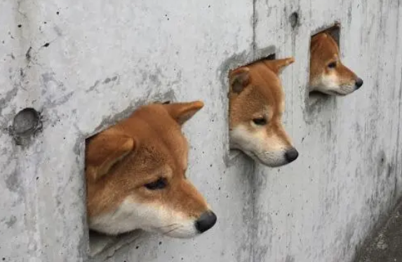 墙上长狗头了！三只柴犬卡在墙洞中，瞬间成为网红狗狗
