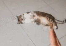 听到主人砰的一声，猫咪立马哀嚎着倒地，真是一只戏精猫