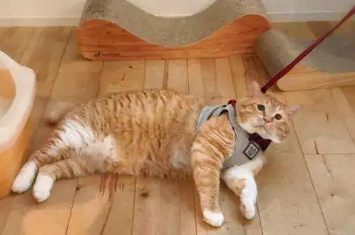 主人嫌弃橘猫太胖让它减肥，没想到橘猫大半夜这样做！ 