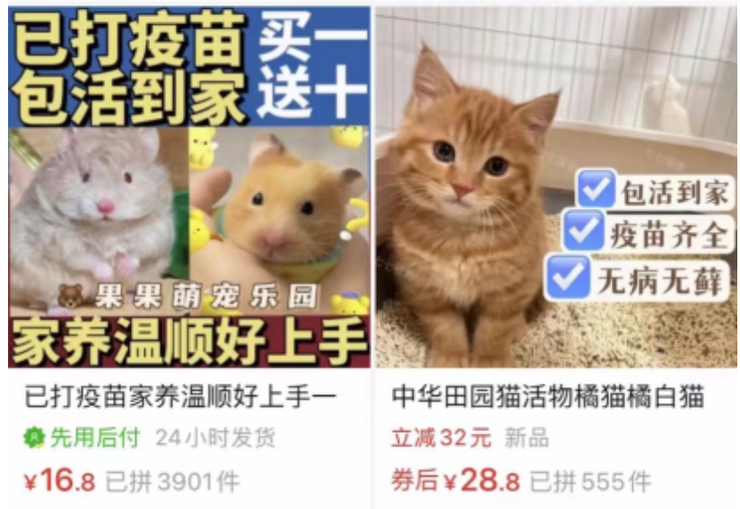 网购平台上的活体销售：小猫小狗怎么进了快递盒？