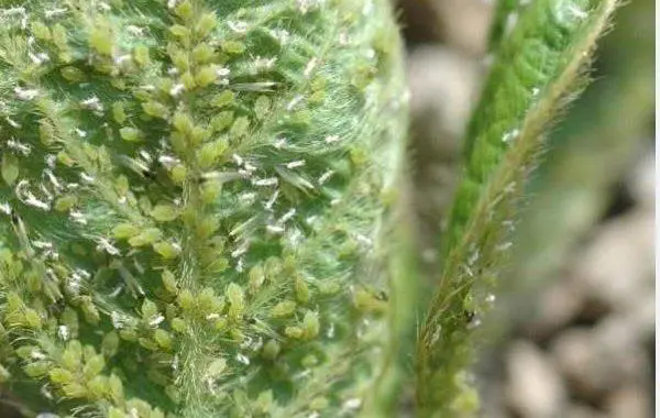警惕大豆蚜虫来袭,科学蚜虫防治方法助你保产增收