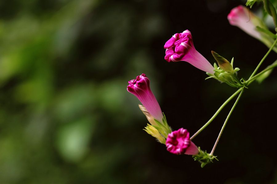 自然奇观-牵牛花的茎是缠绕茎还是攀缘茎？