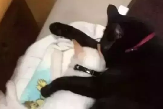 宠主担心家里的黑猫孤单，于是新买了一只猫咪，半年后……