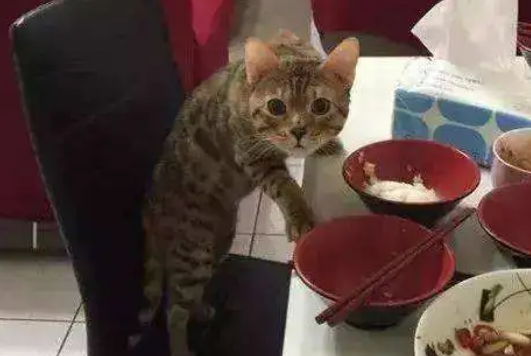 猫偷吃被发现，主人居然想出了这种方式惩罚它，简直惨无猫道！