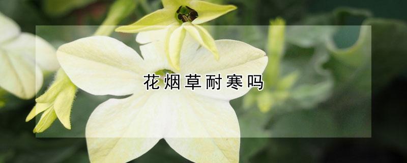 花烟草耐寒吗