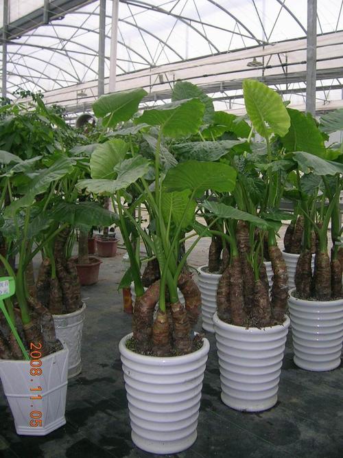 种植滴水观音，享受自然之美