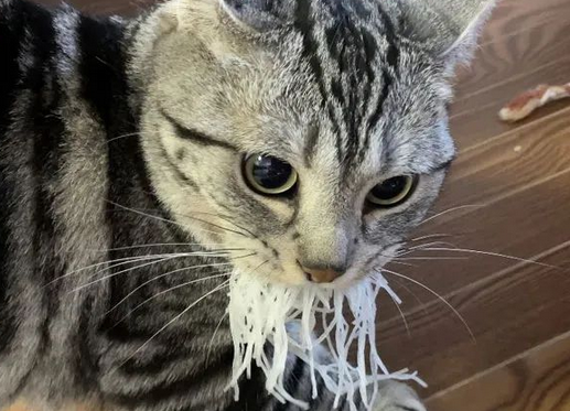 猫咪偷吃被发现，装作一脸不想吃的样子，心机喵
