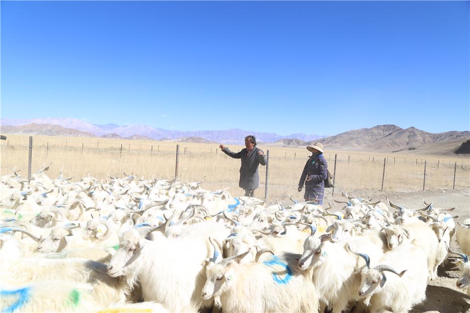 现代养羊中国有多少家_现代中国养羊_现代养殖羊