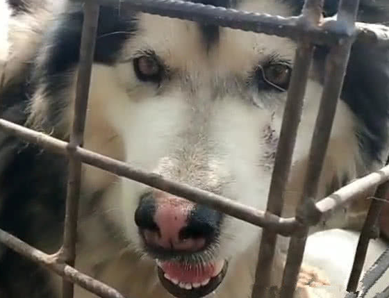 狗肉车里的狗狗们，二哈沉默，金毛流泪，阿拉斯加犬一脸绝望！ 