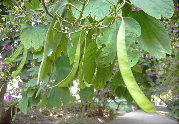 绿色梦想启航：羊蹄甲种子种植技术与日常管理宝典