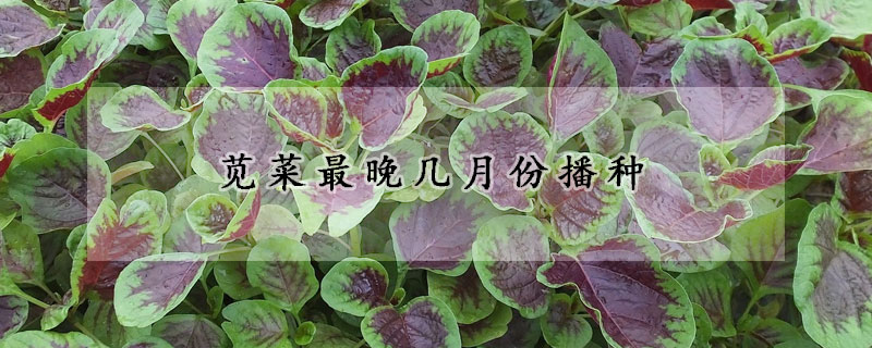 苋菜最晚几月份播种