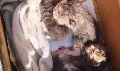 门口突然多了个箱子，里面有四只小猫