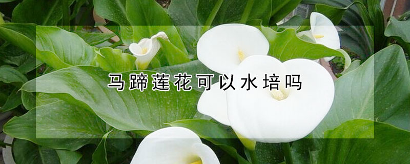 马蹄莲花可以水培吗