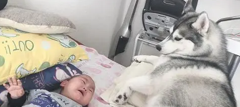 小主人突然哭了，二哈想了一下也跟着嚎了起来：比比谁更大声