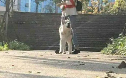 主人带哈士奇逛动物园，哈士奇遇见狼后，竟发生了这样的事