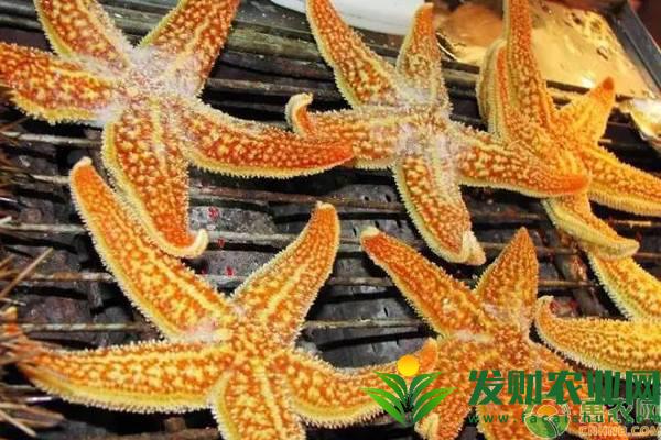 吃海星可以壮阳吗？海星的功效作用及食用方法