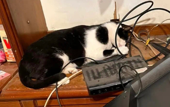 猫把电视摔坏了，又买了一台，送货小哥笑称：业绩全靠猫