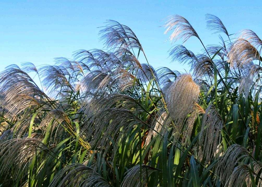 五节芒是什么植物，有什么用途？