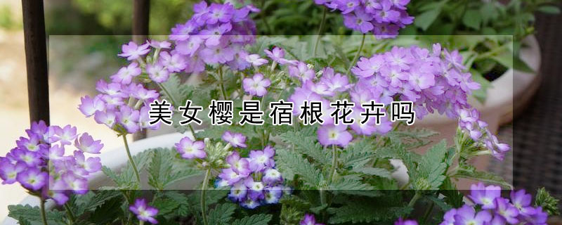 美女樱是宿根花卉吗