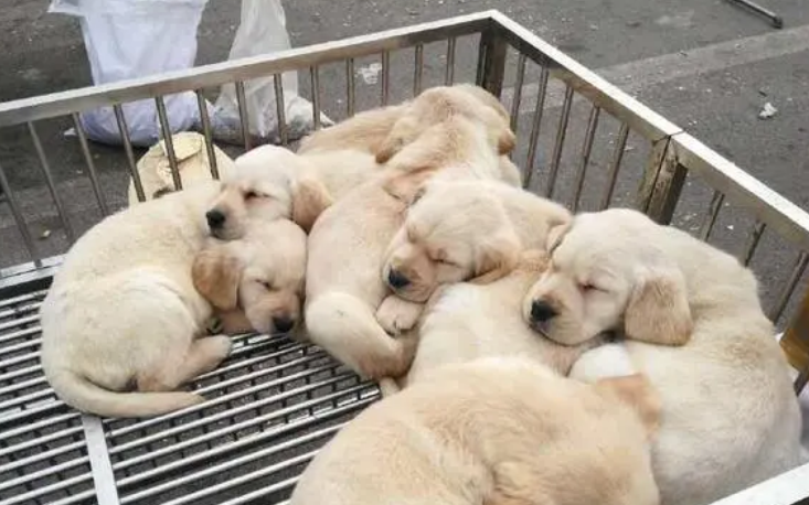 “星期宠”售卖乱象：宠物犬为何没活过一周？