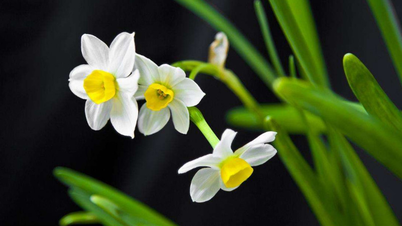 水仙花开过花后怎么办