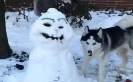 哈士奇被主人堆的雪人丑到了，于是直接把雪人给拆了