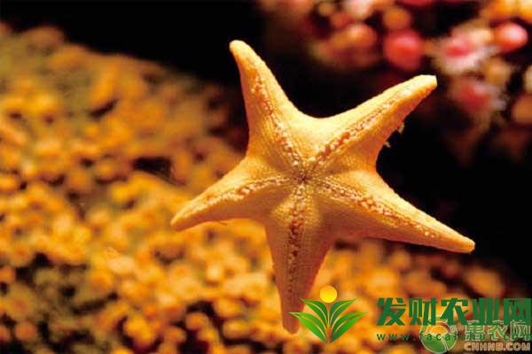 海星可以全吃吗？海星有什么功效与作用