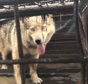 狗肉车上的二哈，眼里充满恐慌，被雨淋得想逃生 